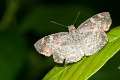 HESPERIIDAE,  (Pyrginae), Xenophanes tryxus